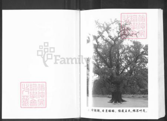 山东省泰安市新泰市王氏族谱-王氏族谱.pdf电子版插图2