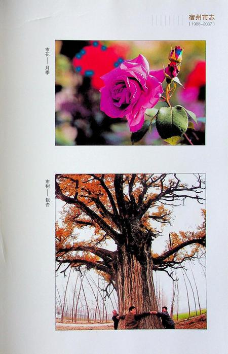 宿州市志(1988-2007)上.pdf电子版_安徽省志插图1