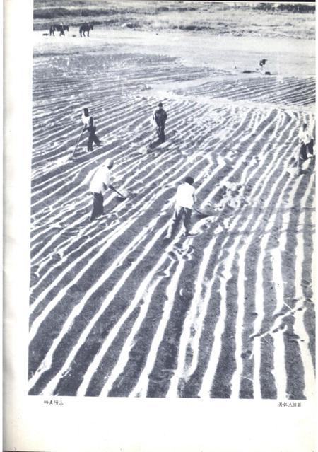 新疆画报1963年第04期.pdf电子版_新疆维吾尔族自治区志插图1