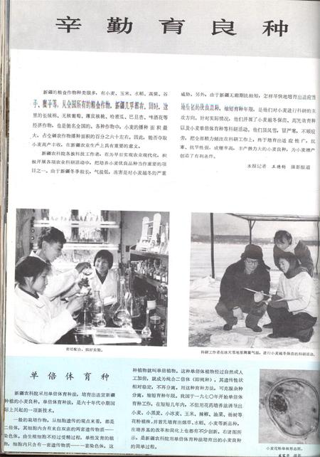 新疆画报1979年第03期.pdf电子版_新疆维吾尔族自治区志插图3