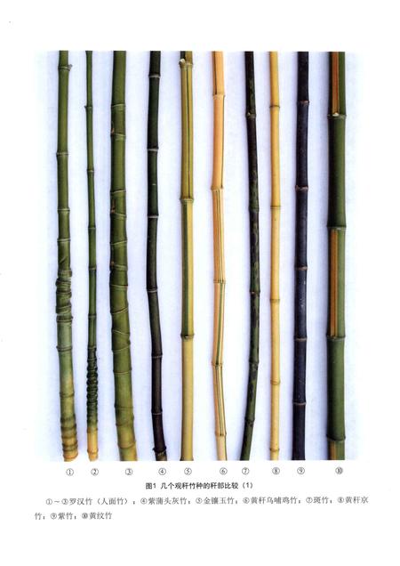 2011-上海竹种图志.pdf电子版_上海市志插图4