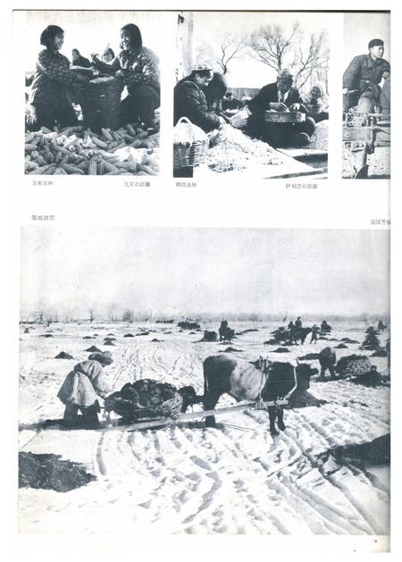 新疆画报1963年第01期.pdf电子版_新疆维吾尔族自治区志插图4