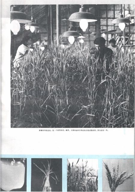 新疆画报1979年第03期.pdf电子版_新疆维吾尔族自治区志插图4