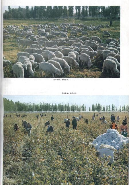 新疆画报1979年第04期.pdf电子版_新疆维吾尔族自治区志插图4
