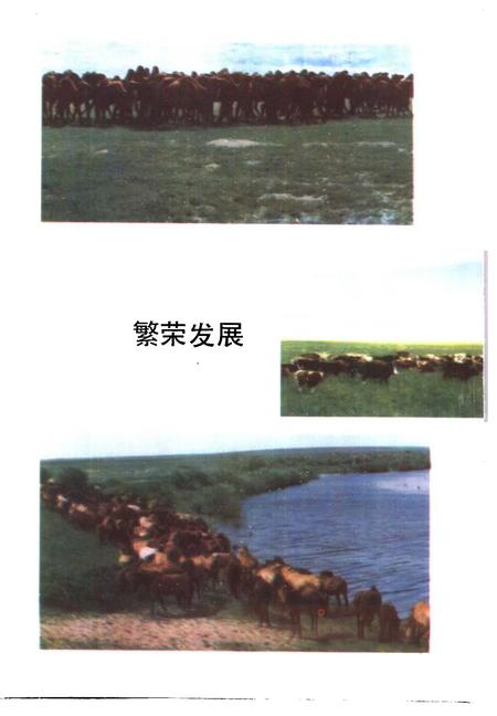1986-鄂温克族自治旗社会经济发展概况  1981-1985.pdf电子版_内蒙古志插图4