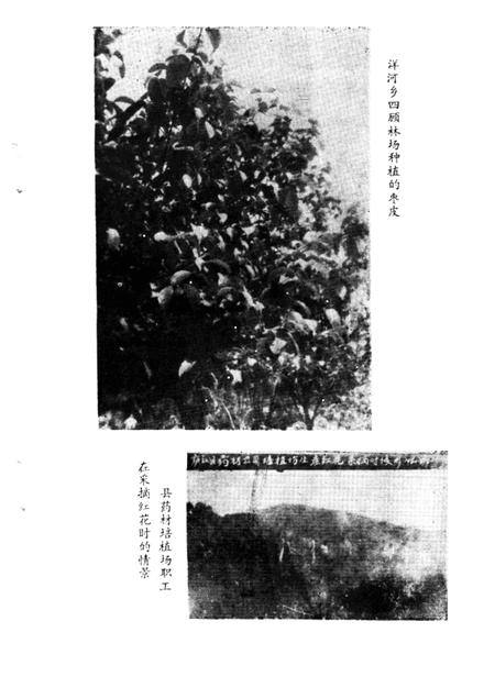 1986版庐江县药志.pdf电子版_安徽省志插图5