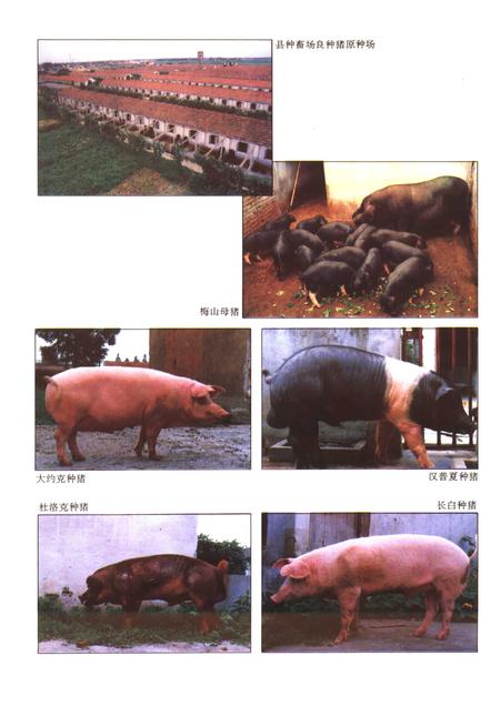 1994-嘉定县畜牧水产局志.pdf电子版_上海市志插图5