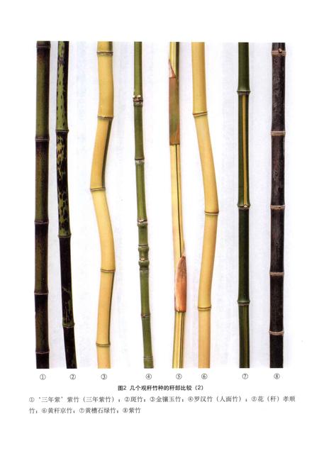 2011-上海竹种图志.pdf电子版_上海市志插图5