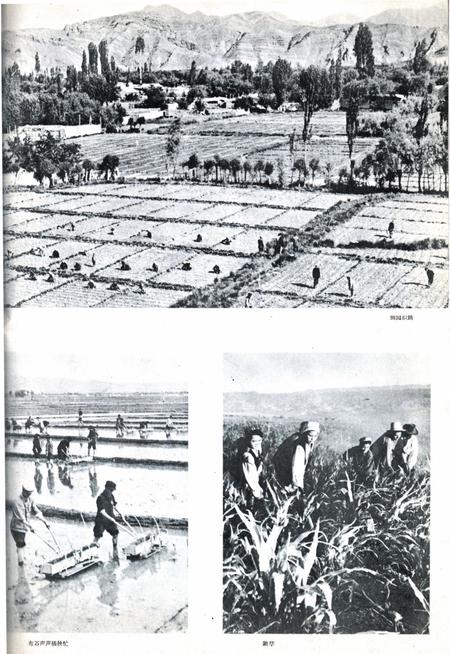 新疆画报1962年第06期.pdf电子版_新疆维吾尔族自治区志插图5