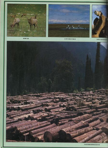 新疆画报1992年第03期.pdf电子版_新疆维吾尔族自治区志插图5