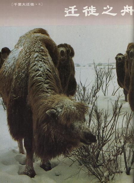 新疆画报1994年第03期.pdf电子版_新疆维吾尔族自治区志插图5