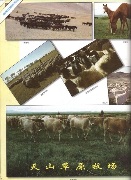 新疆画报1999年第01期.pdf电子版_新疆维吾尔族自治区志插图5