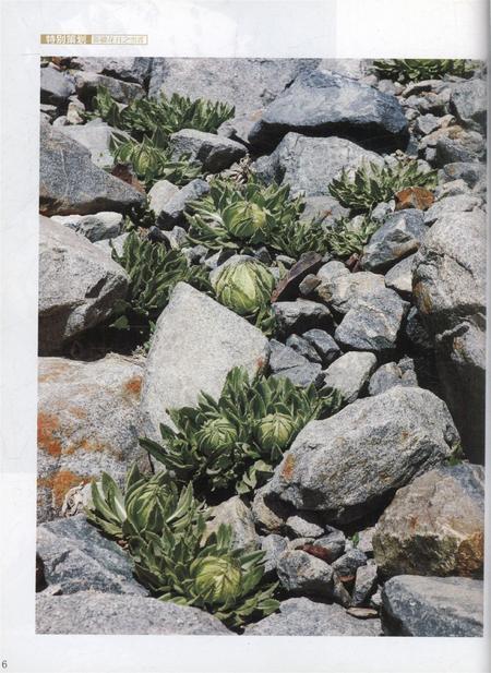 新疆画报2010年第06期.pdf电子版_新疆维吾尔族自治区志插图5