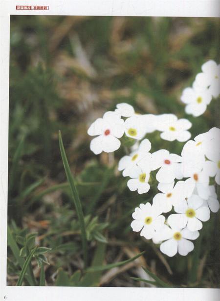 新疆画报2010年第10期.pdf电子版_新疆维吾尔族自治区志插图5