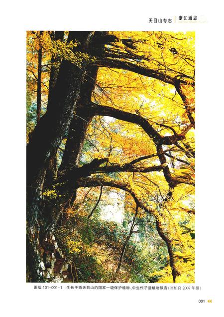 浙江通志  第101卷  天目山专志-《浙江通志》编纂委员会编-杭州：浙江人民出版社.pdf电子版_浙江省志插图3