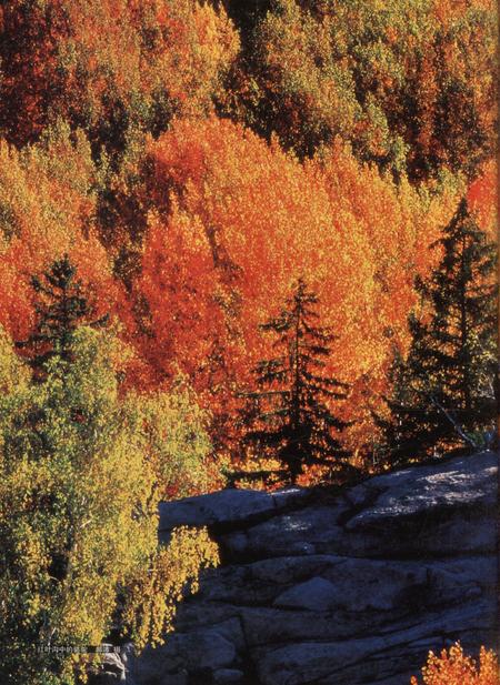 新疆画报2008年第05期.pdf电子版_新疆维吾尔族自治区志插图3