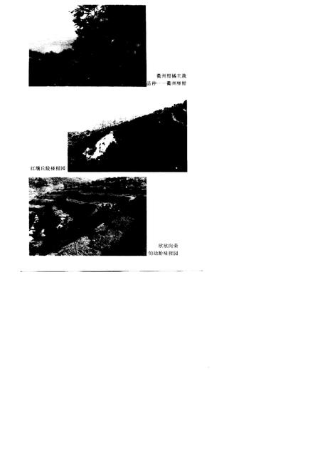 1997-衢州柑桔志.pdf电子版_浙江省志插图3