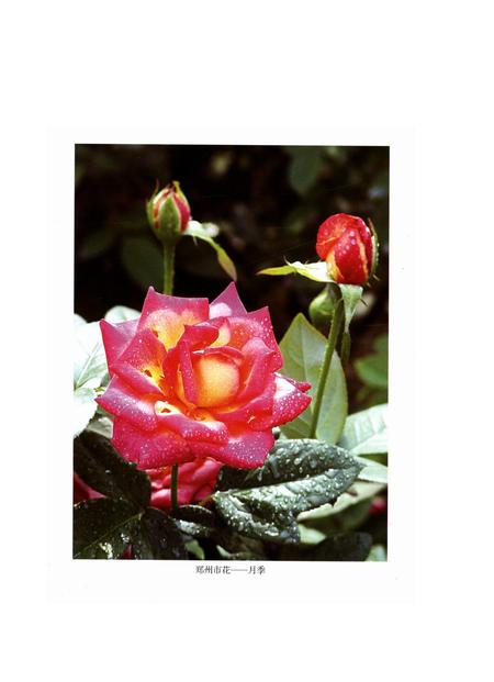 郑州市志（1991-2000）第3分册.pdf电子版_河南省志插图4