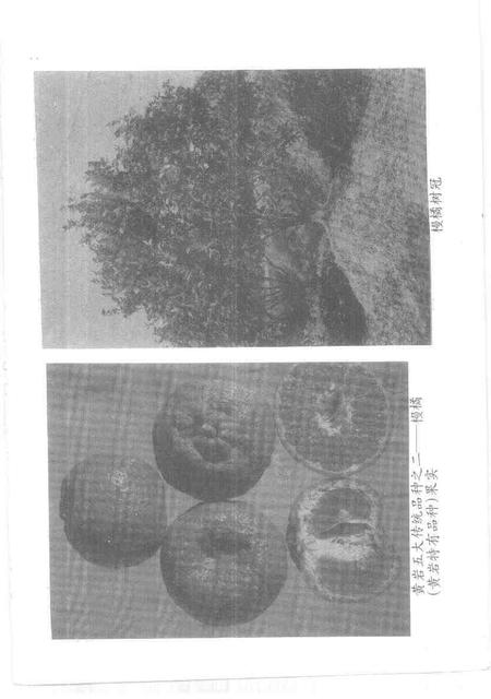 1997-台州文史资料.pdf电子版_浙江省志插图4