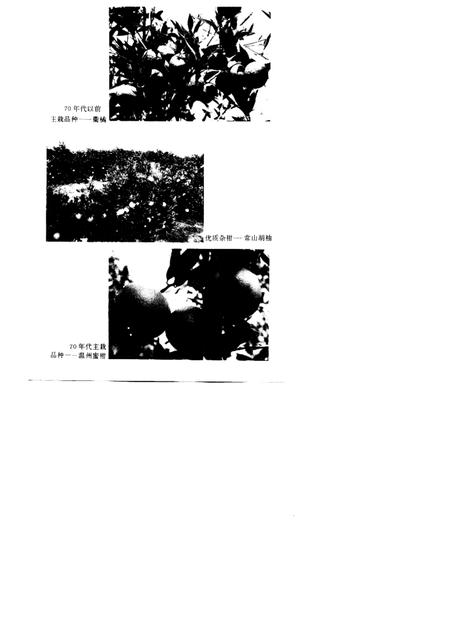 1997-衢州柑桔志.pdf电子版_浙江省志插图4