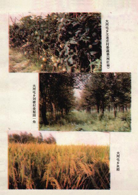 大河屯乡志.pdf电子版_河南省志插图5