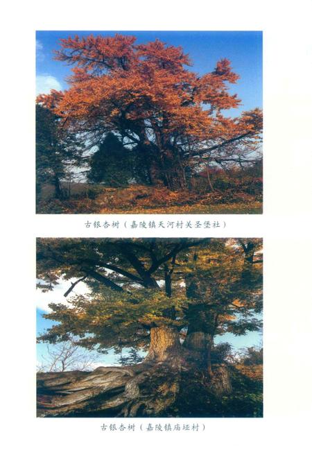 徽县文史资料第39期.pdf电子版_甘肃省志插图5