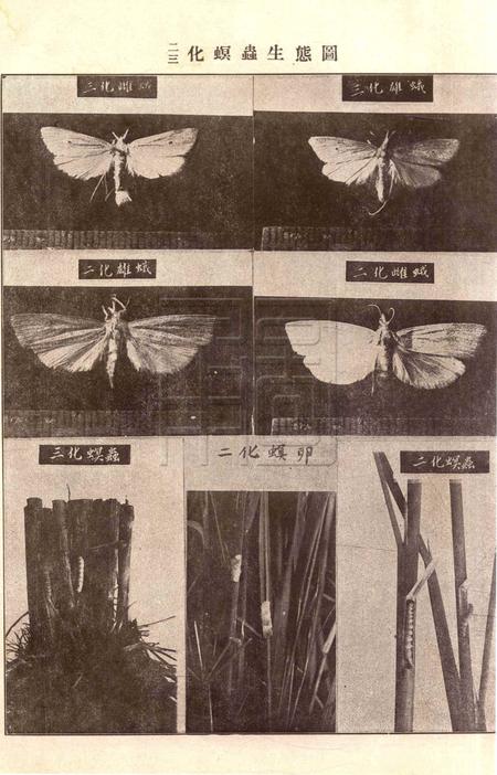 鄞慈镇奉四县联合治虫讲习会会刊.pdf电子版_浙江省志插图5