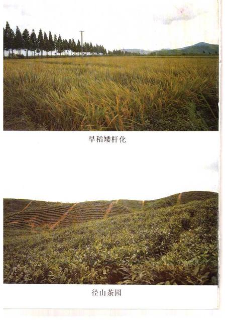 1992-余杭文史资料  第7辑  余杭名产古今谈.pdf电子版_浙江省志插图5