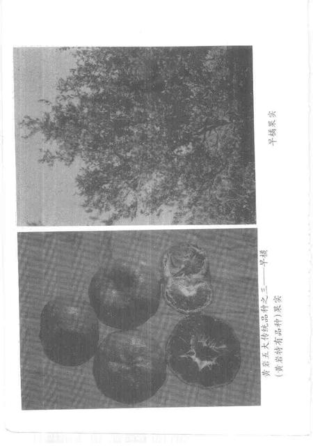 1997-台州文史资料.pdf电子版_浙江省志插图5