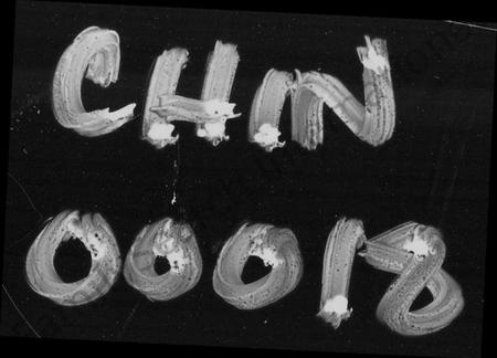 湖南周氏族谱-衡阳东乡周氏五修族谱 [25卷].pdf电子版插图4